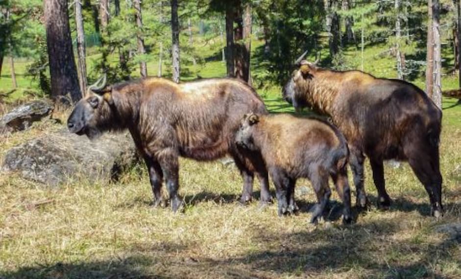 Motithang Takin Preserve_1